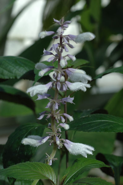 Salvia